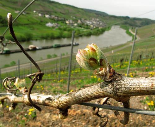 Weingut-Gaestehaus Karl Otto Nalbach Hotell Briedel Exteriör bild